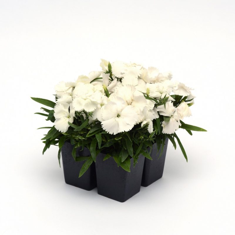 Dianthus Corona White 4 pack 19716