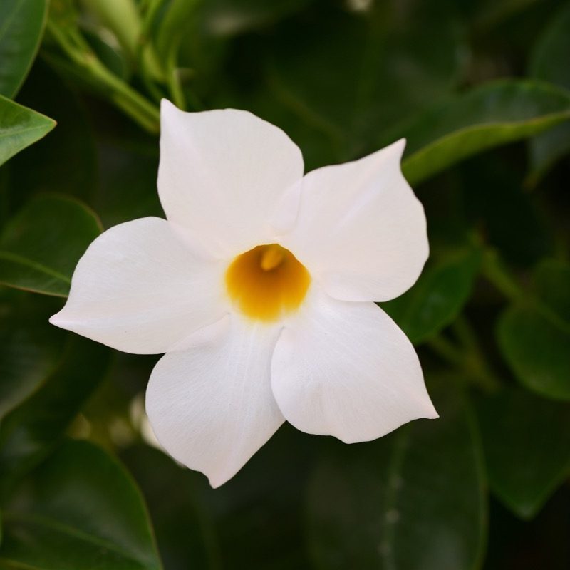 Dipladenia Jade Bush White Bloom 11740
