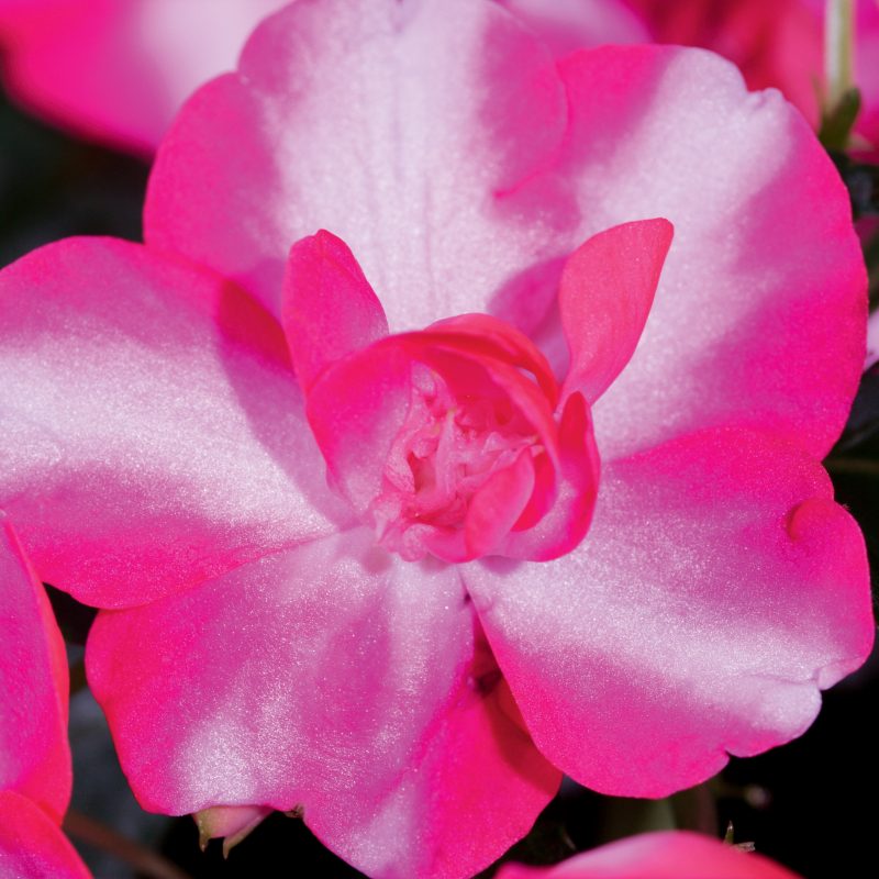 Double Impatiens Silhouette Rose Star Bloom 40907