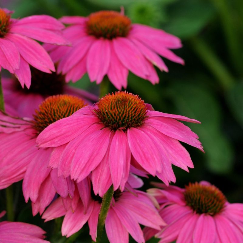 Echinacea (Coneflower) 'Powwow Wildberry'