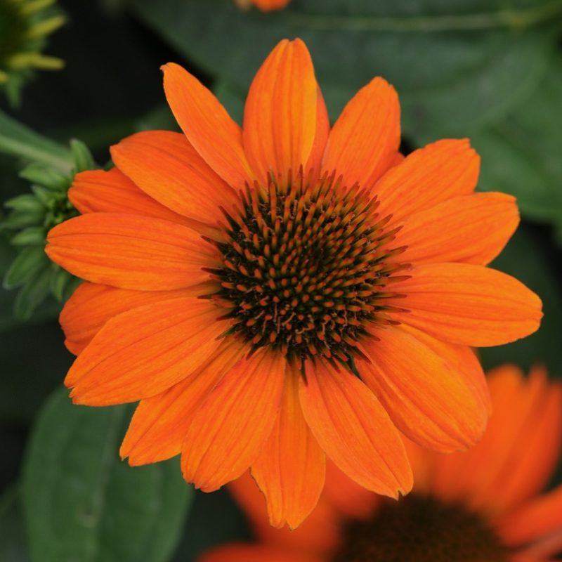 Echinacea Sombrero Adobe Orange Bloom 3498