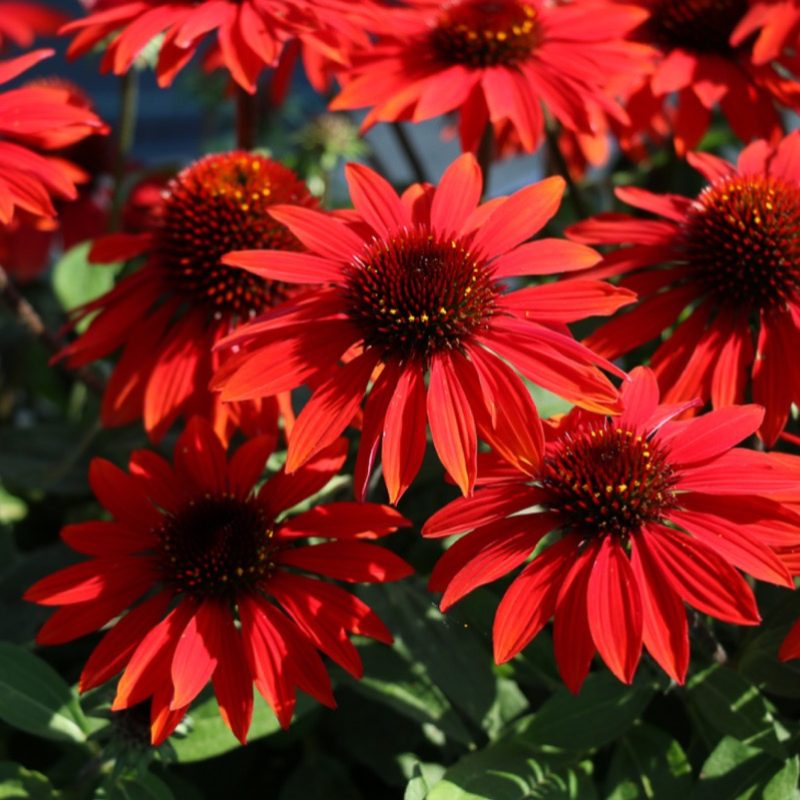 Echinacea (Coneflower) 'Sombrero Sangrita'