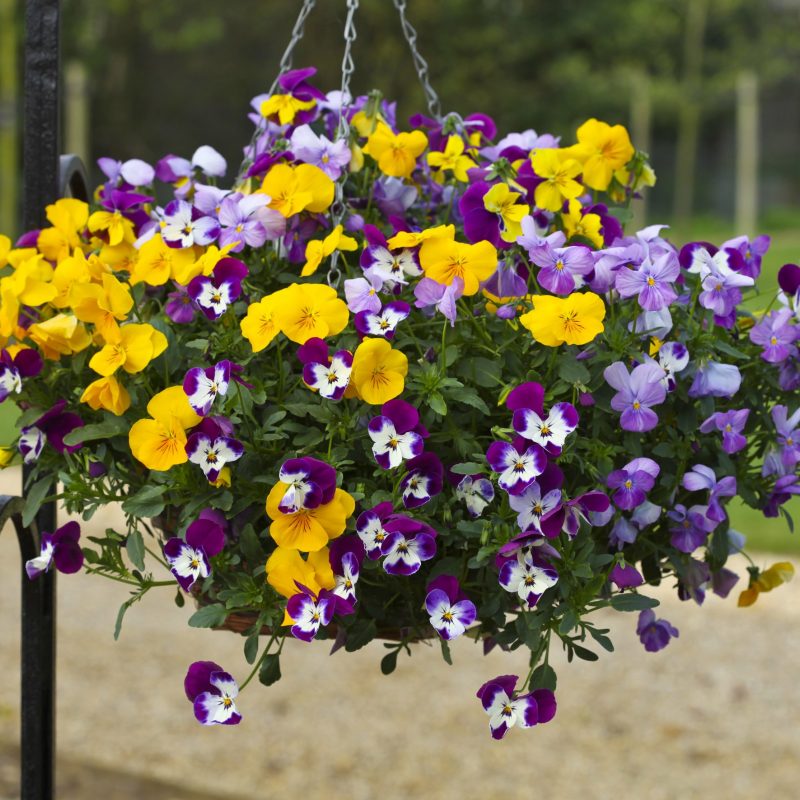 Pansy (Trailing) Free Fall Mix