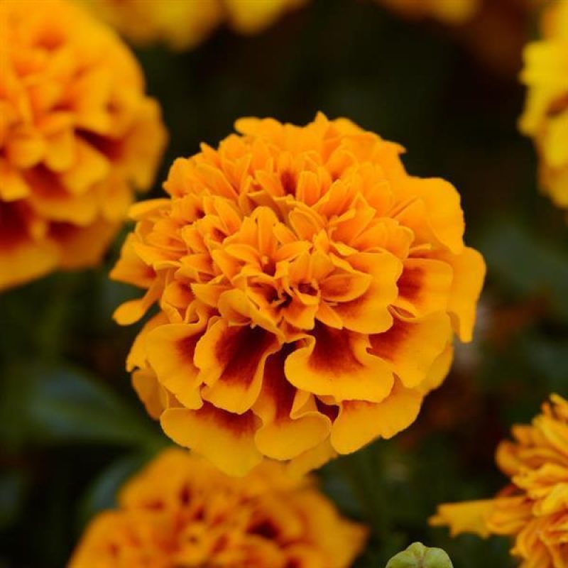 French Marigold Hot Pak Flame Bloom 32272
