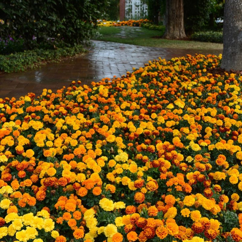 Marigold Mix