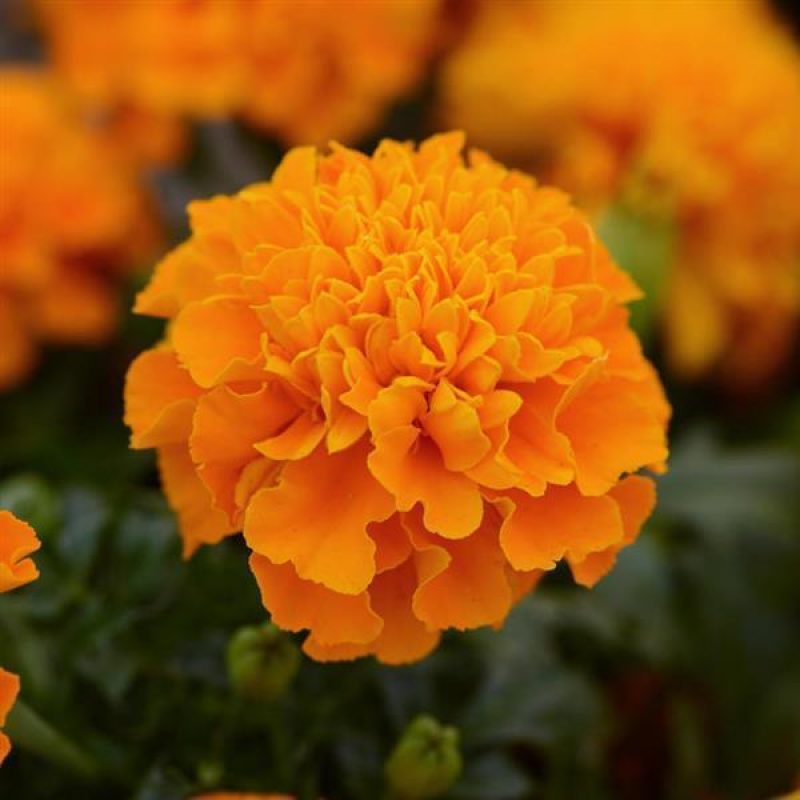 French Marigold Hot Pak Orange Bloom 32269