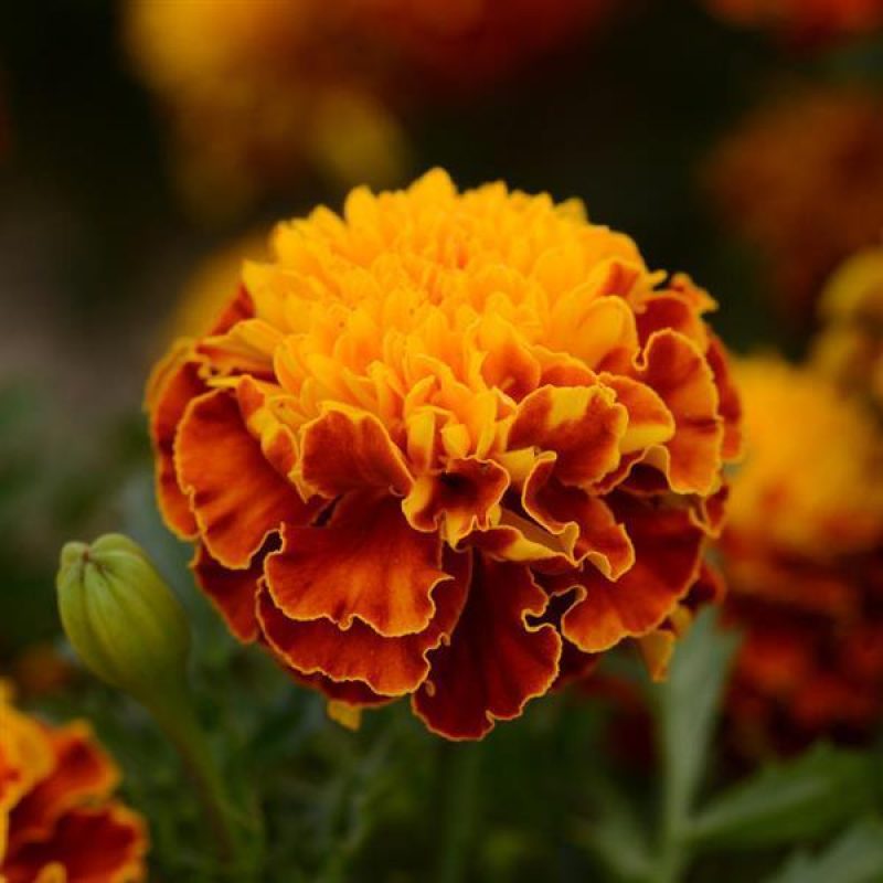 French Marigold Hot Pak Spry Bloom 32305
