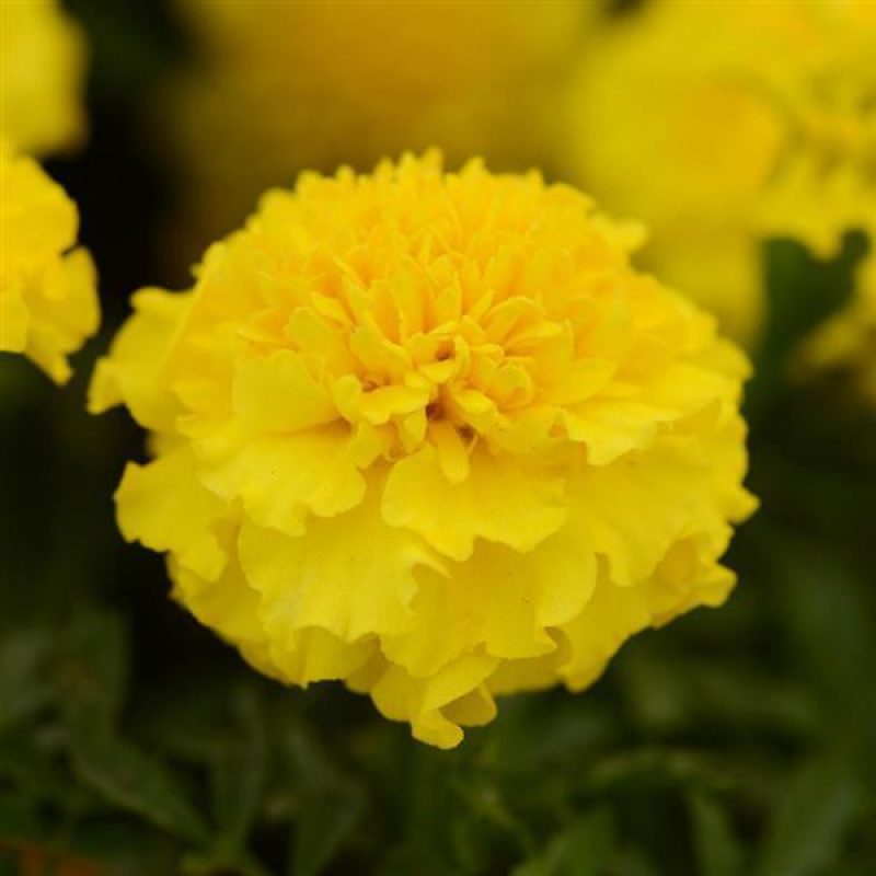 French Marigold Hot Pak Yellow Bloom 32304