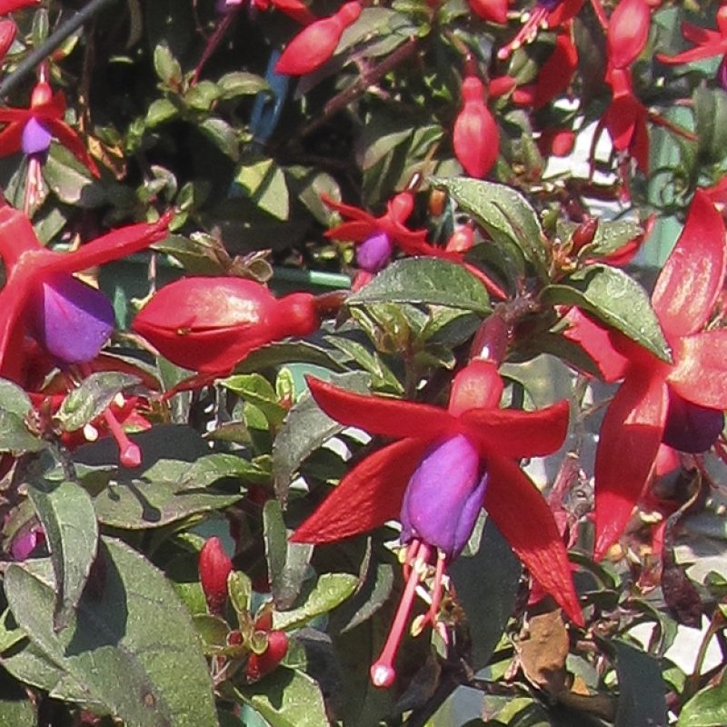 Fuchsia Bellinto Compact Red Violet Bloom 32928
