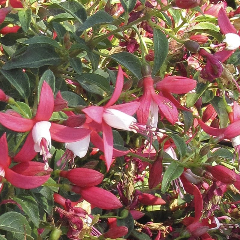 Fuchsia Bellinto Compact Red White Bloom 32925