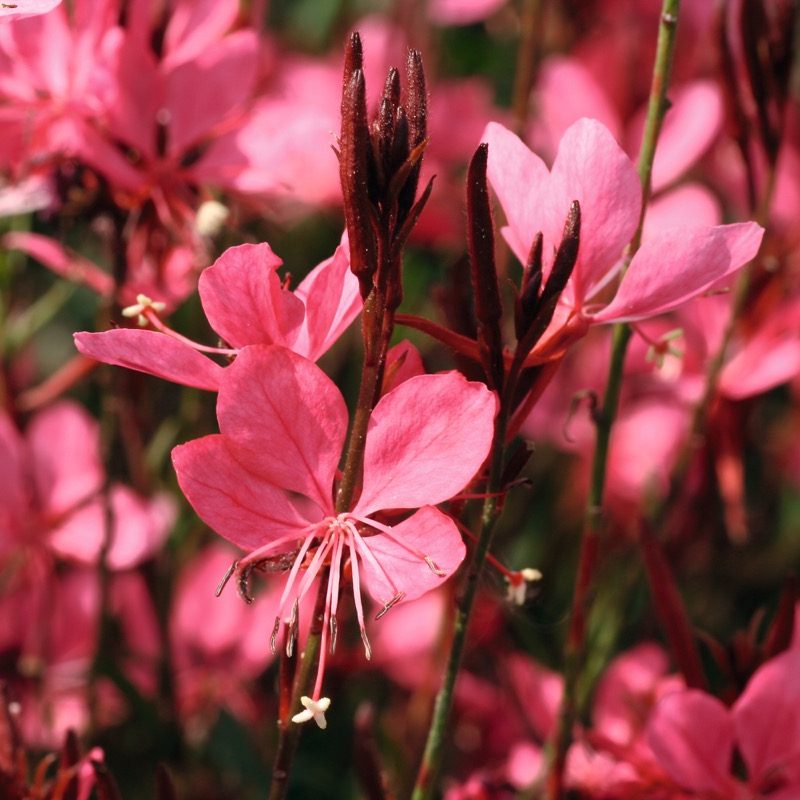 Gaura Belleza Dark Pink Bloom 12329