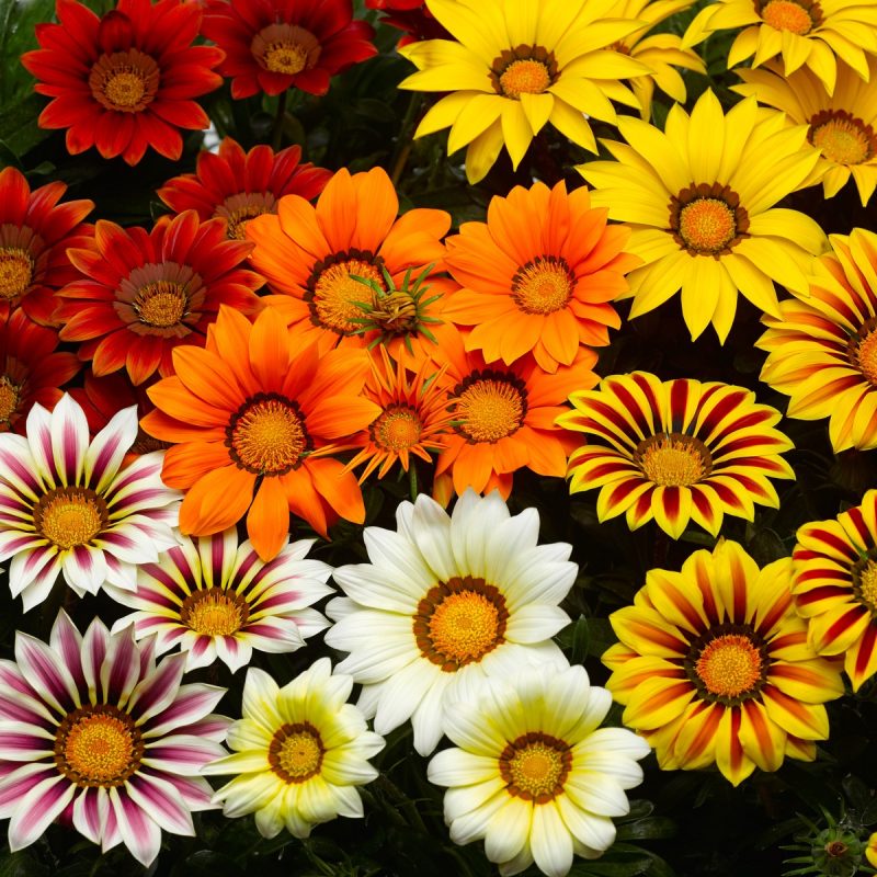 Gazania Mix