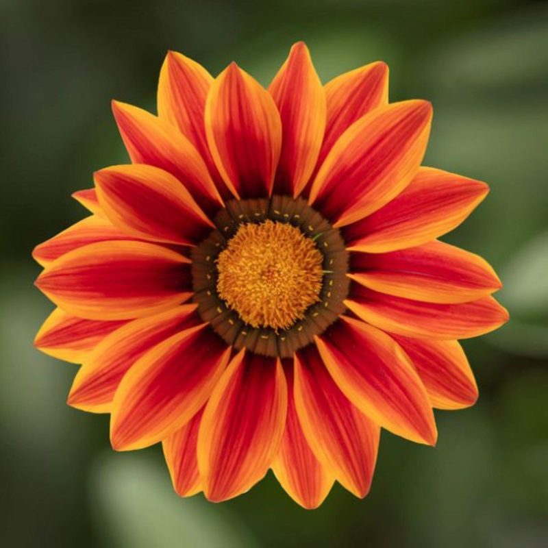 Gazania Big Kiss Orange Flame null 24057