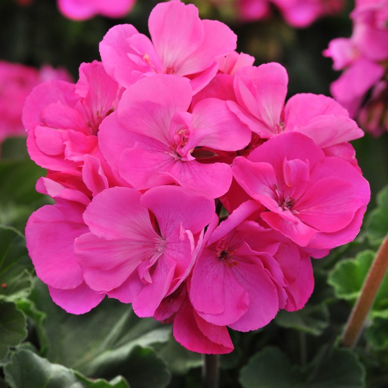 Geranium Fantasia SHOCKINGPINK