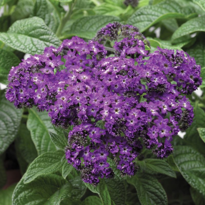 Heliotrope Purple
