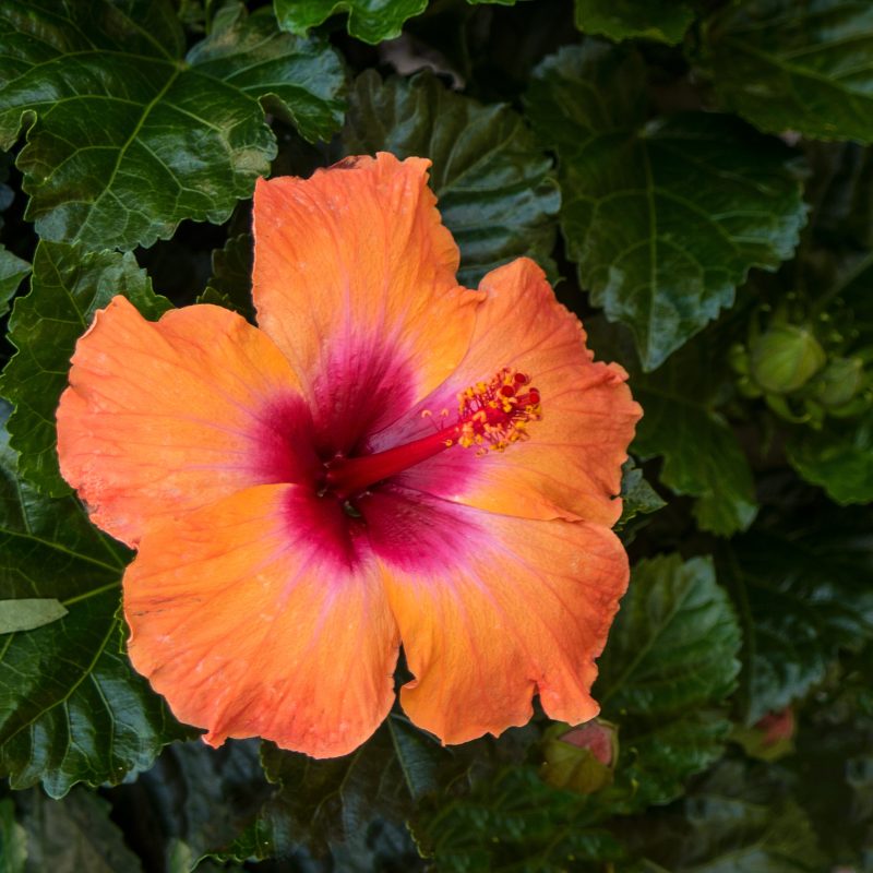 Hibiscus Mandarin Flower Ernie F cu