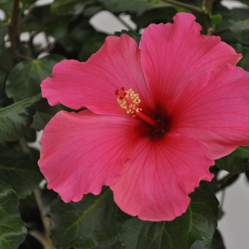 Hibiscus Pink Tortuga Wind cu