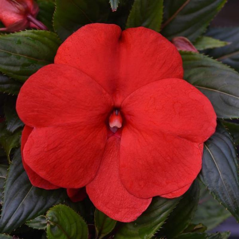 Impatiens NG CP red