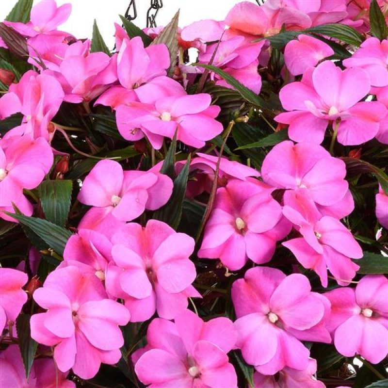 Impatiens NG Harmony Passion