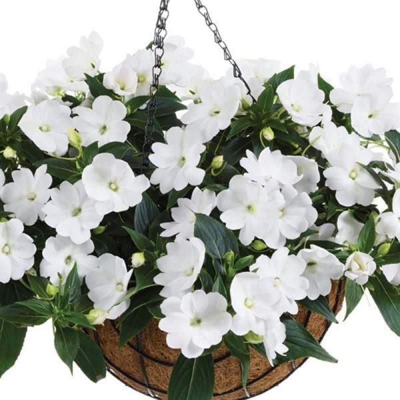 Impatiens NG Harmony White