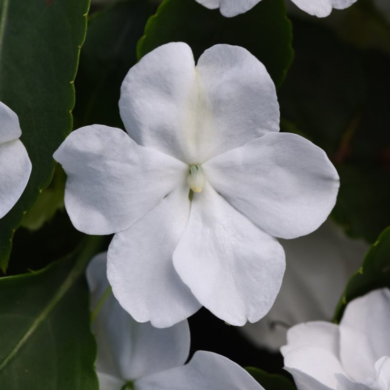 Impatiens Beacon White Bloom 24954