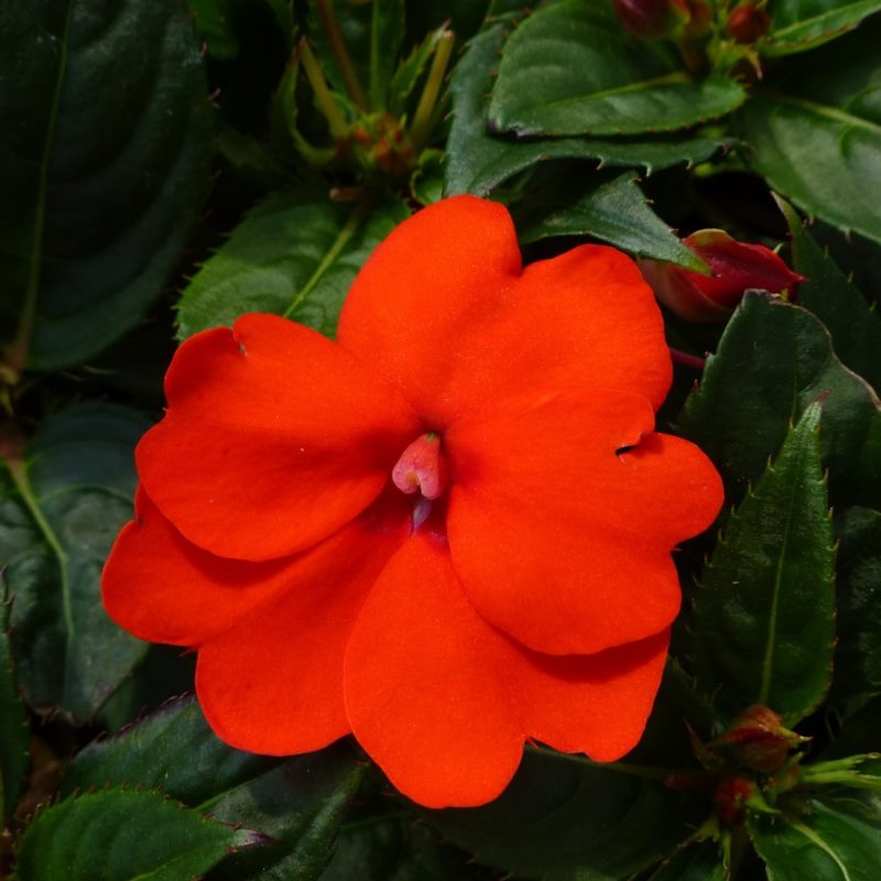 Sunpatiens Orange