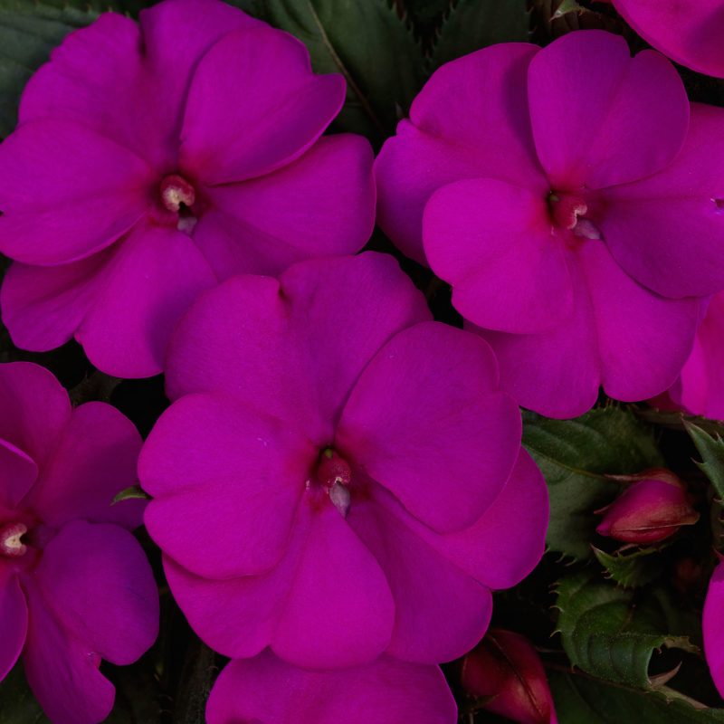 Impatiens Sun Patiens Compact Purple Bloom 19310