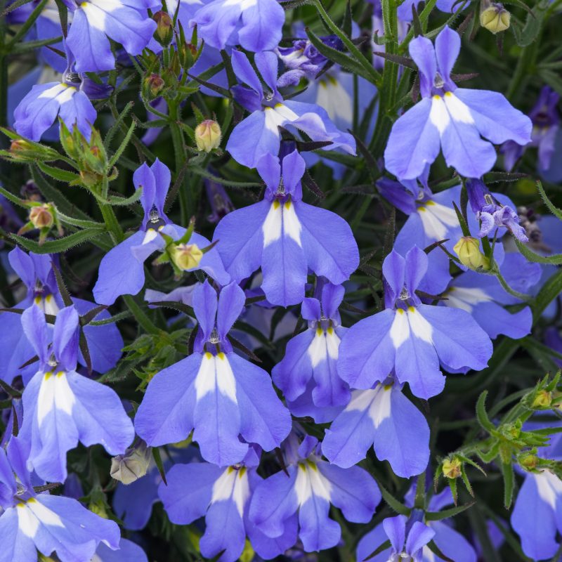 LOBELIA HEATOPIA BLUE SKY Bloom Bloom