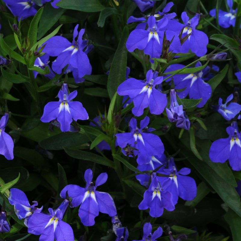 Lobelia Magadi Blue Bloom 5141