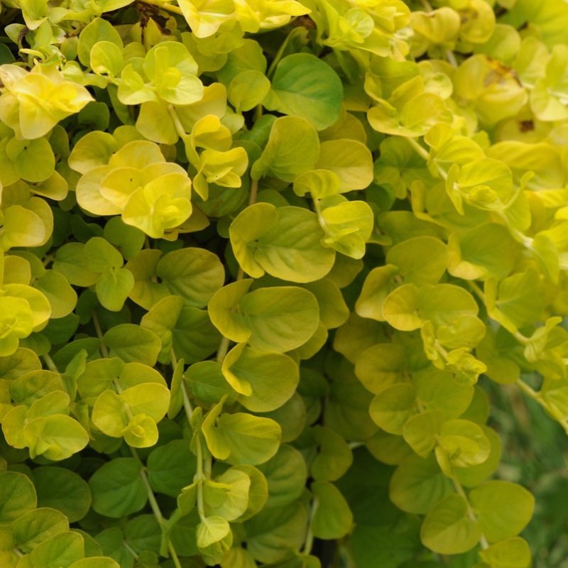 Goldilocks (Lysimachia)