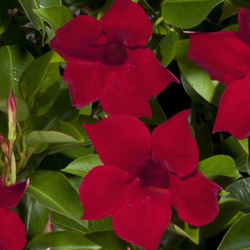 Mandevilla Red