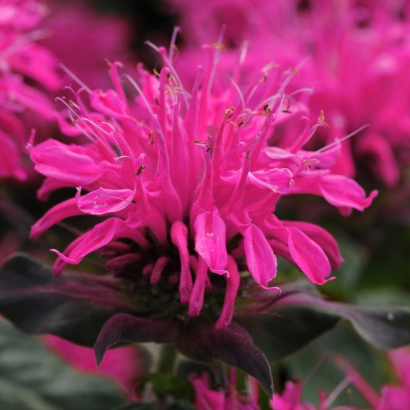 Monarda (Bee Balm) 'Balmy Rose'