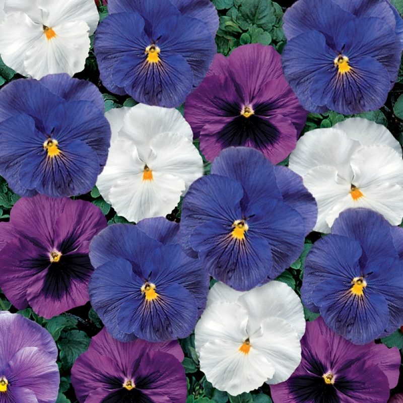 Pansy Coolwater mix