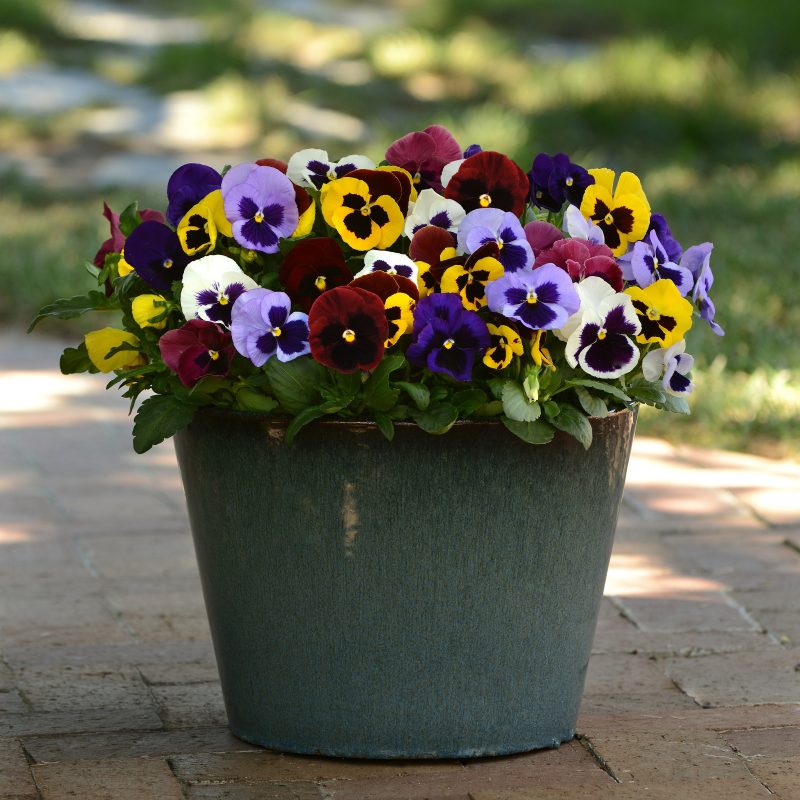 Pansy Matrix Blotch Mix