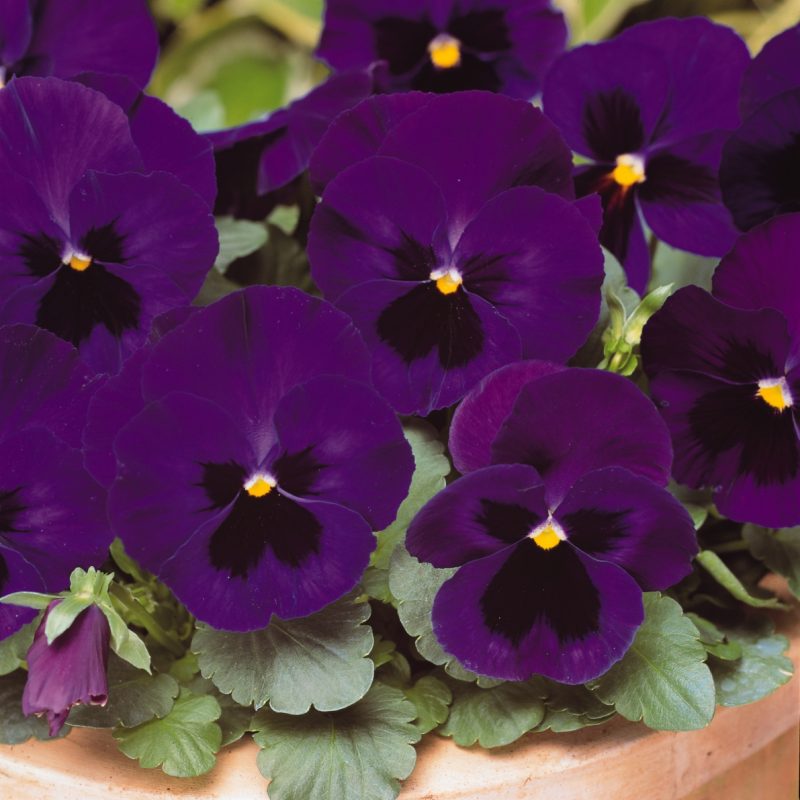 Pansy Matrix Deep Blue Blotch