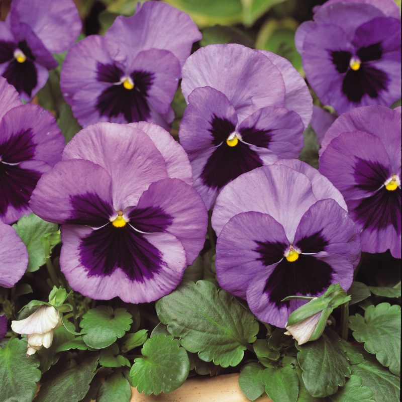 Pansy Matrix Ocean