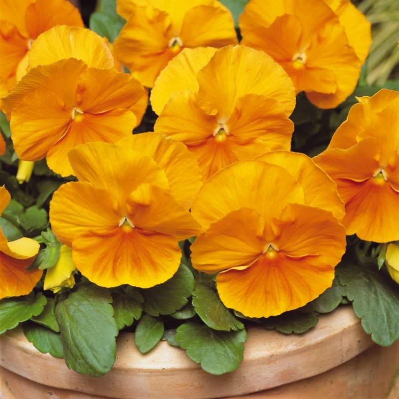 Pansy Matrix Orange