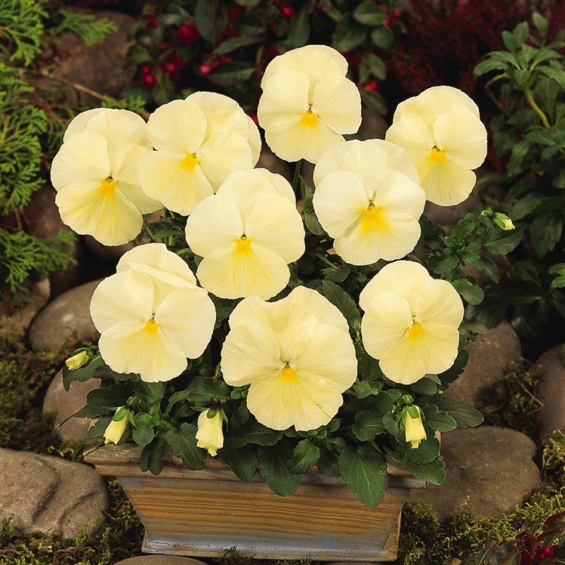 Pansy Matrix Primrose