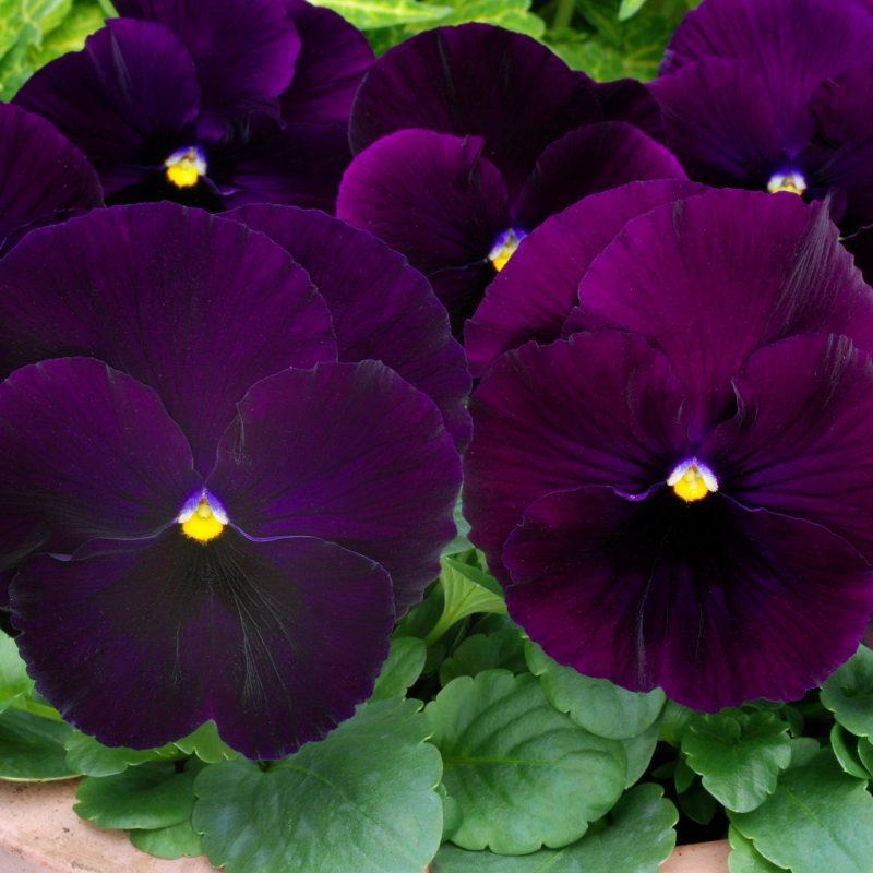 Pansy Matrix Purple
