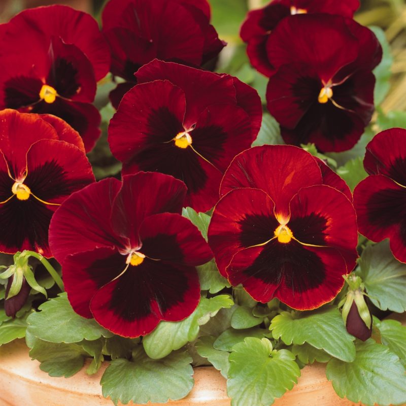Pansy Matrix Red Blotch