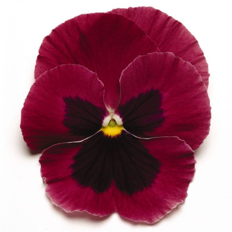 Pansy Matrix Rose Blotch