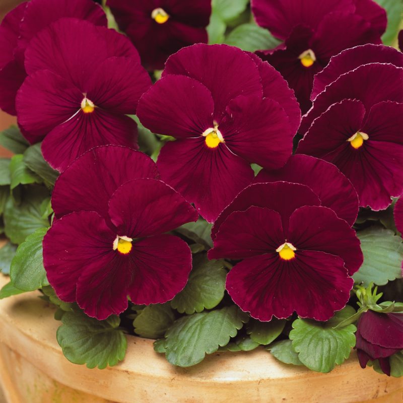 Pansy Matrix Rose