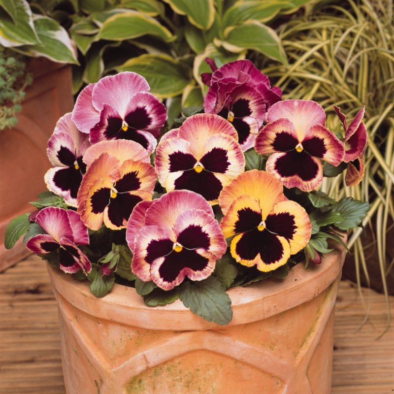Pansy Matrix Sunrise