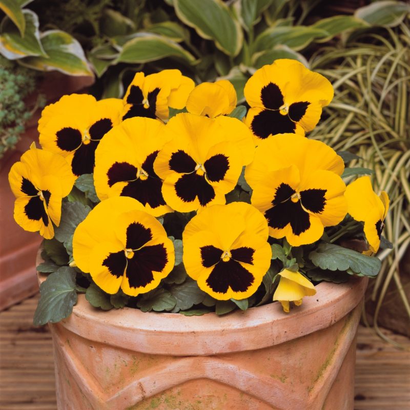 Pansy Matrix Yellow Blotch