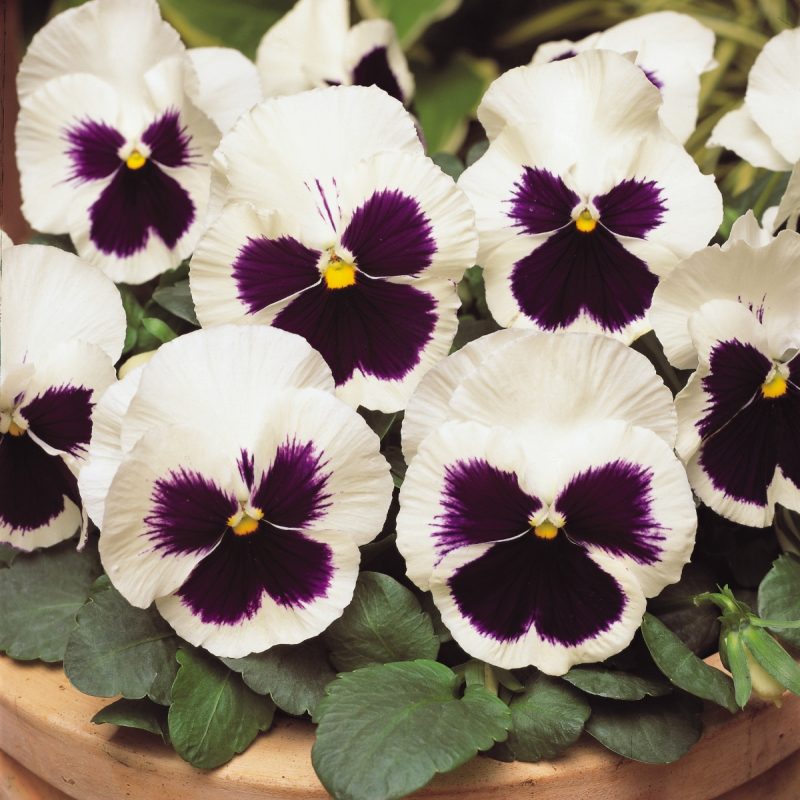 Pansy White Blotch