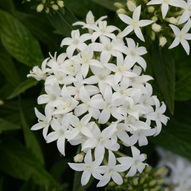 Pentas Lucky Star White Bloom 175341