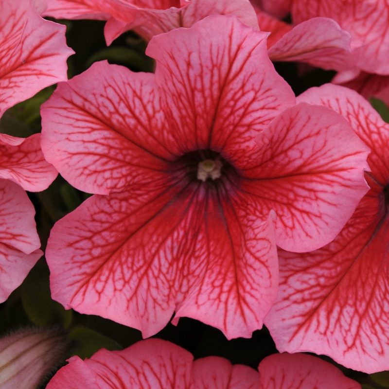 Petunia Pretty Grand Summer Bloom 7415