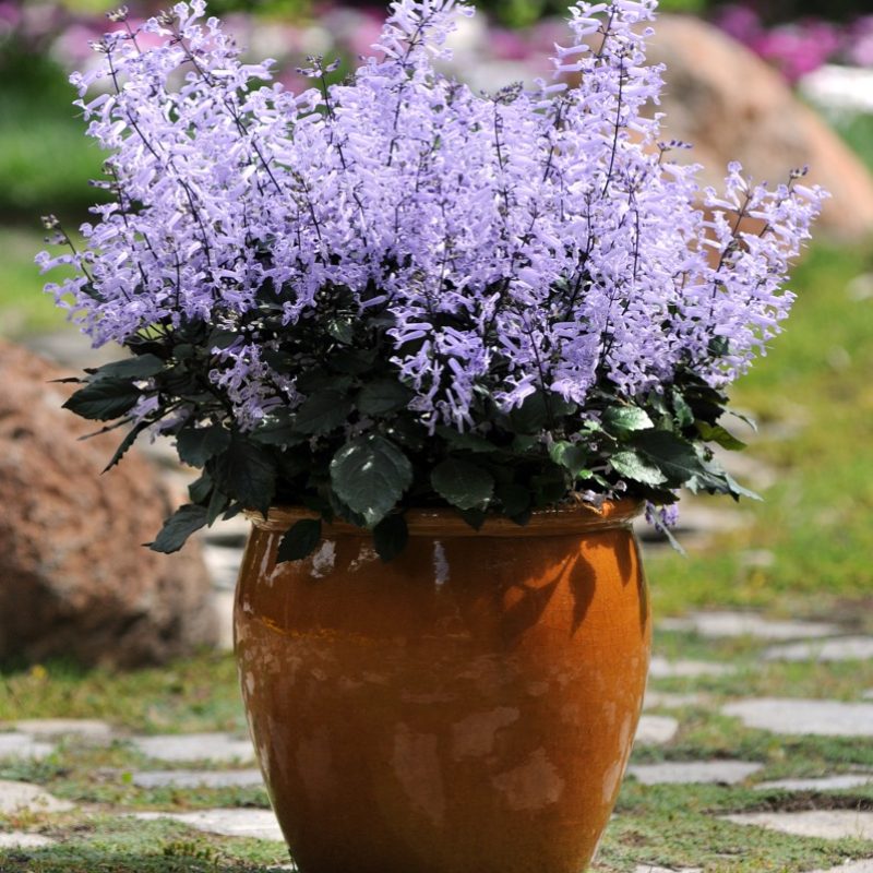 Plectranthus Mona Lavender Container 7720 200402 171953