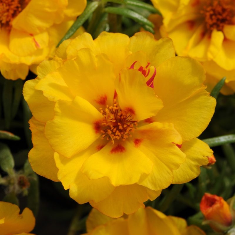 Moss Rose Yellow