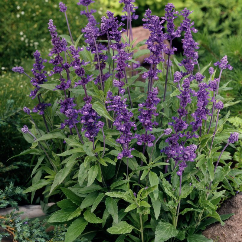 Salvia Evolution Violet Garden 29727